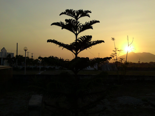 sun rising,pine tree
