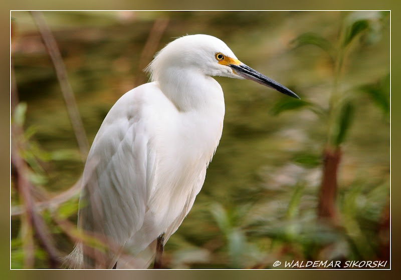 IMAGE: http://lh3.ggpht.com/_xoTzHy8krJg/SohHKQy1R_I/AAAAAAAAADs/cELuKoMCxo8/s800/WS_1344res.jpg