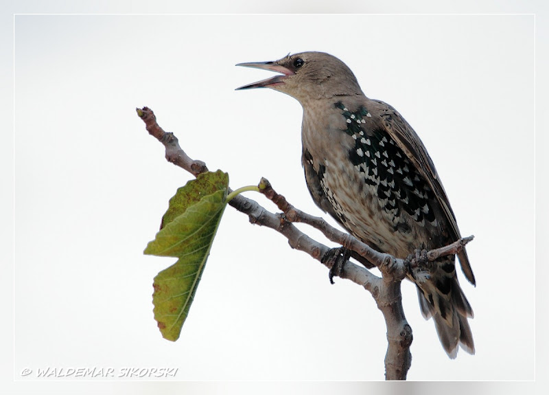 IMAGE: http://lh3.ggpht.com/_xoTzHy8krJg/SoheL4grFCI/AAAAAAAAALo/c9lIJ7QBbKY/s800/WS_0416res.jpg