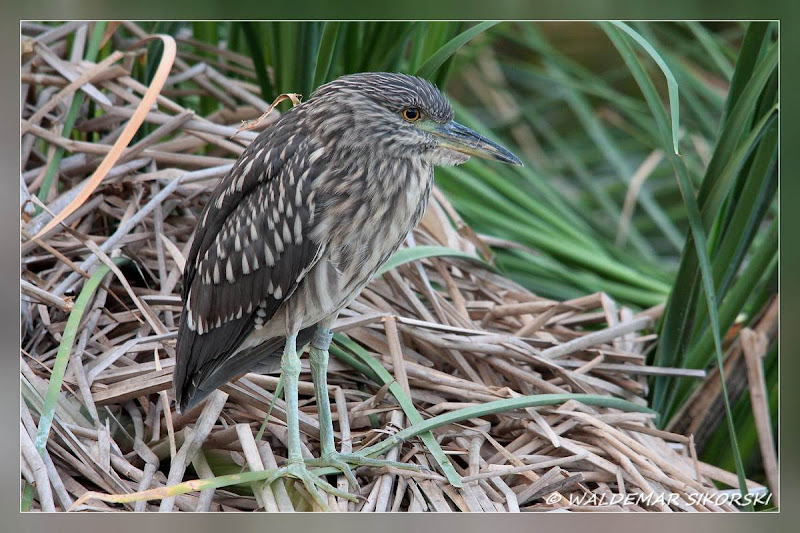 IMAGE: http://lh3.ggpht.com/_xoTzHy8krJg/SohezIemCrI/AAAAAAAAAMo/44cFS3_4TVA/s800/WS_0337res.jpg