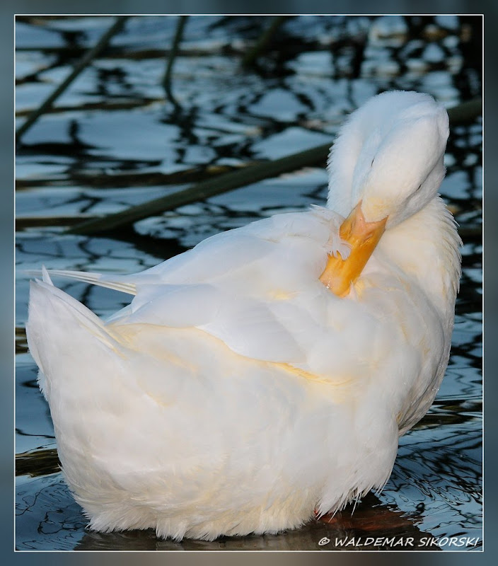 IMAGE: http://lh3.ggpht.com/_xoTzHy8krJg/Sqiivoms9tI/AAAAAAAABNc/bpqLrBW6paM/s800/WS_4789res.jpg