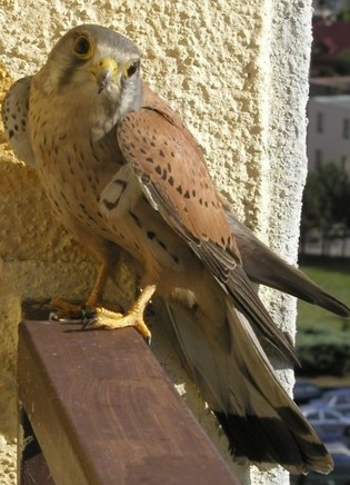 Obrázek