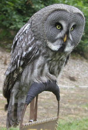 Obrázek