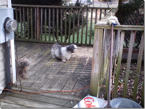 Missy & Misty