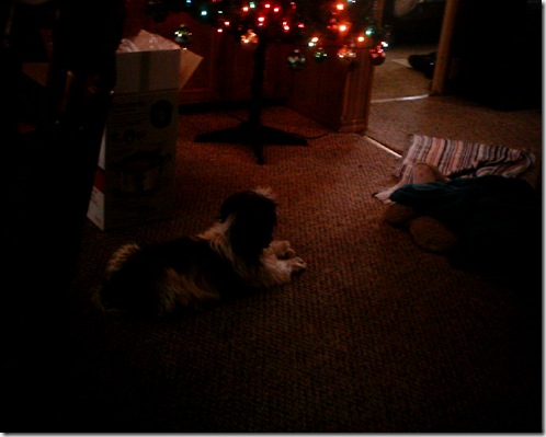 Miss under the tree