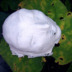  Earth (Gallery)
