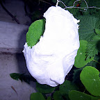  Earth (Gallery)