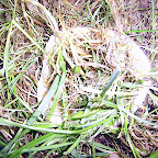  Earth (Gallery)