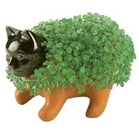 [chia-pet[9].jpg]