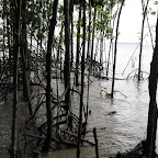 tanjung piai_pokok bakau laut.jpg
