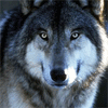 [avatares (20)[2].gif]