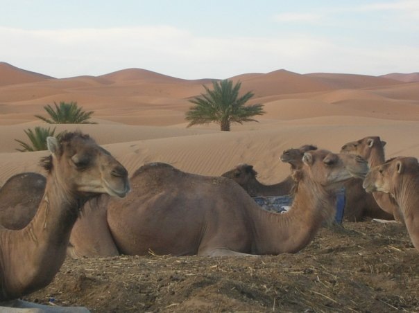 [SAHARA6[3].jpg]