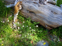 Desolation Loop 8-8-2009 2-37-20.JPG Photo