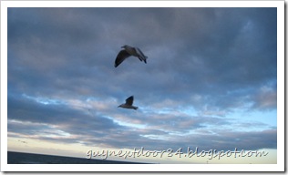 IMG_1142 IMG_1142