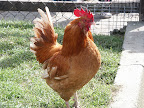 streamvale farm 027.jpg