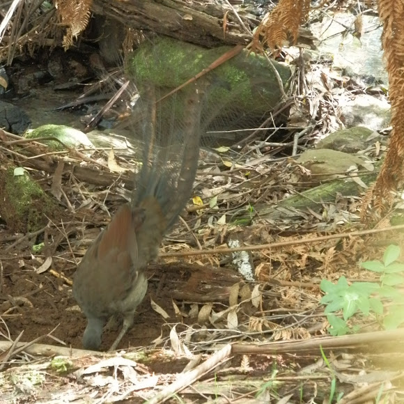 Spotting Image 1
