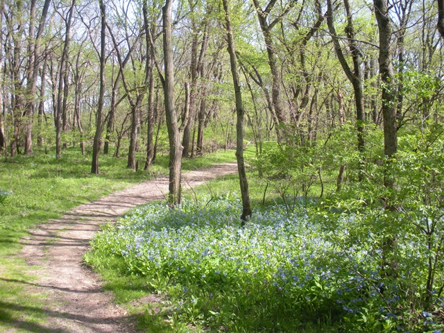 [bluebells Walnut Woods 099[2].jpg]