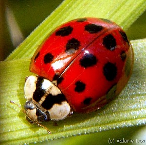 [asian_ladybug[2].jpg]