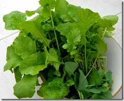Radish and Sorrel Leaves Radish and Sorrel Leaves