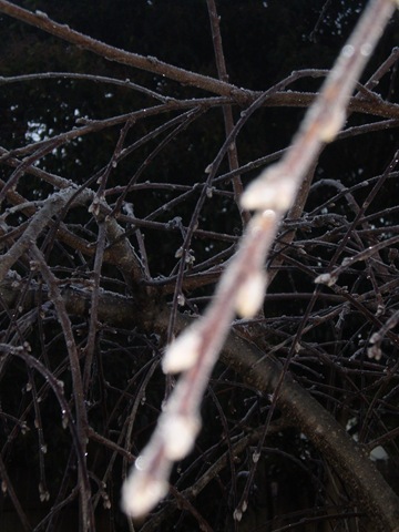 [Frost in June 2010 001[3].jpg]