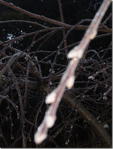 Frost in June 2010 001