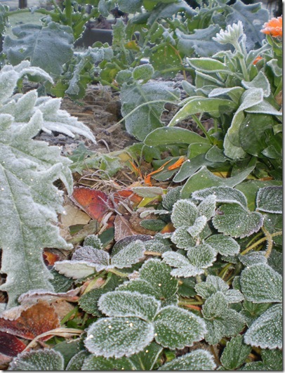 Frost in June 2010 004