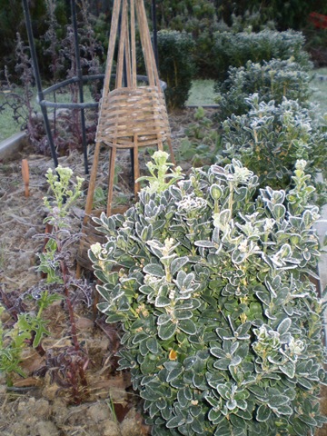 [Frost in June 2010 006[3].jpg]