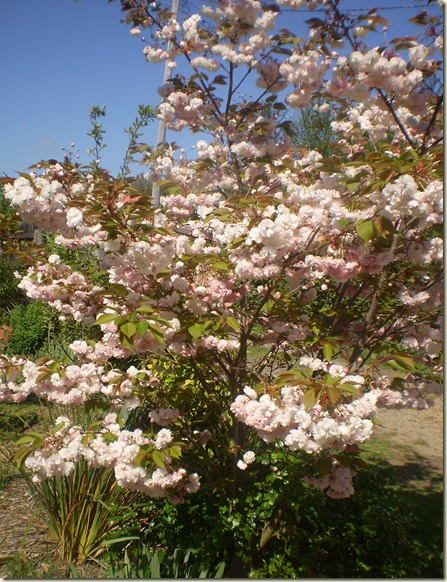 october 2010 045