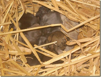 november 2010 035