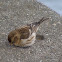 Sparrow or Tiu