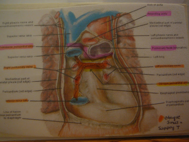 14. The pleura and pericardium. Bone formation. Formation of the