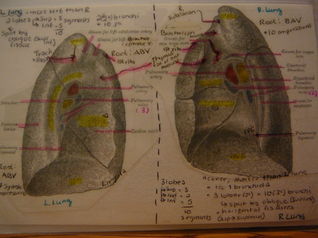 8. The anatomy and histology of the trachea and lung. The development
