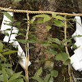 Kurashiki-56.JPG