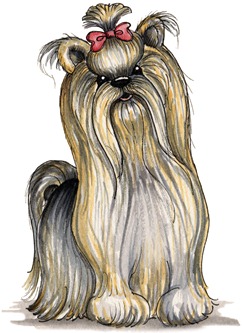 Yorkshire Terrier