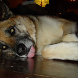 German Shepard