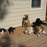the pack