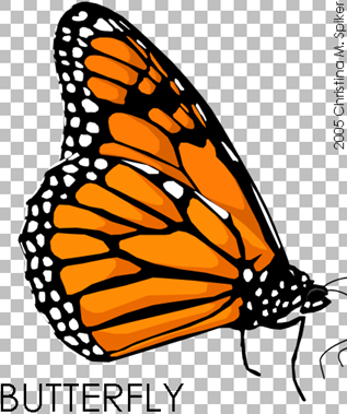 vector trans vector