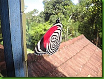 borboleta 88 001