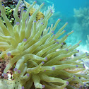Giant Anemone