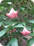 Botanical Gardens