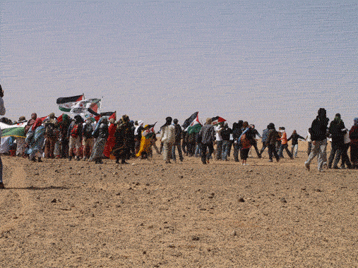 [Sahara MAnifa-pacifica[4].gif]