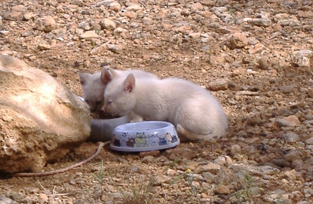[Gatitos comiendo[5].jpg]