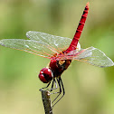 Greater Crimson Glider