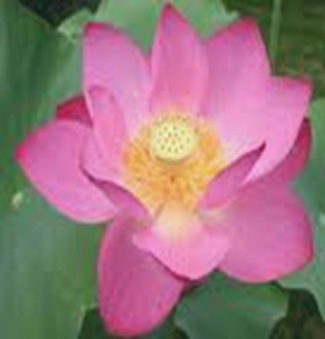 lotus-indian-national-flower