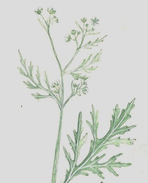 Parthenium-killer-weed Parthenium-killer-weed