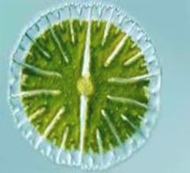 Desmids-jewls-botany Desmids-jewls-botany