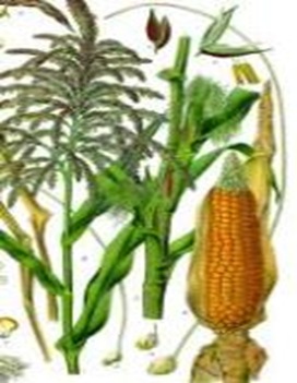 Maize-zeamays Maize-zeamays