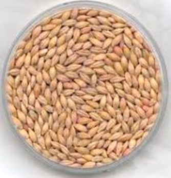 Barley-Hordeum