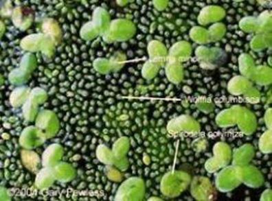 Woiffia-smallest-angiosperm Woiffia-smallest-angiosperm