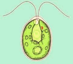 [Chalamydomonas (Green alga)[13].jpg]